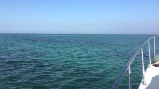 دشة بحر free diving south of bahrain 2014 [upl. by Imailiv]