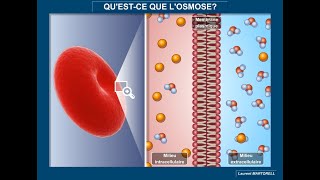 Tout savoir et comprendre sur losmose [upl. by Elocon856]