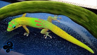 Three NEW Gold Dust Day Geckos  New Additions [upl. by Suoirred652]