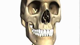 Foramina of the Skull and Cranial Fossae  Anatomy Tutorial PART 1 [upl. by Iohk227]