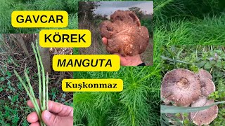 Manguta mantarı Gavcar mantarı Kuşkonmaz 🍄 [upl. by Lona80]