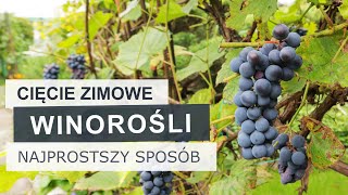 Jak przyciąć starszą winorośl Najprostszy sposób  Winogrona [upl. by Baker]