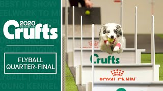 Flyball  Quarter Finals  Part two  Crufts 2020 [upl. by Hutner]