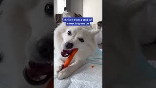 How To Clean Your Dogs Teeth Without Brushing  3 Simple Dog Owner Tips 🐶🦷 shorts [upl. by Sheepshanks]