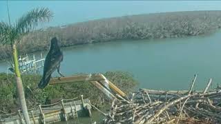 Captiva Island Osprey Cam Florida USA February 24 2023 [upl. by Stoll]