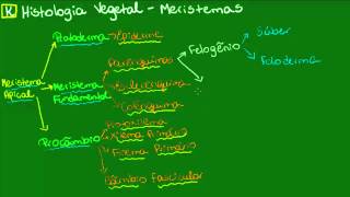 Meristemas secundários  Botânica  Biologia [upl. by Lehcir]