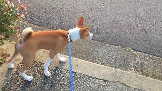 バセンジーの子犬とヴァーチャル散歩 walking with basenji [upl. by Vullo915]