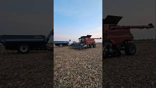 CaseIH 8250 Demo time 12 row Geringhoff Patriot farming farms agriculture farmers corn caseih [upl. by Hnilym]