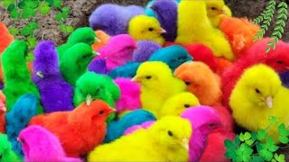 Menangkap ayam lucu ayam warna warni ayam rainbow bebek angsa ikan hias ikan cupang kelinci [upl. by Zackariah]