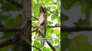 Common Potoo  The Bird From A Horror Movie [upl. by Farah]