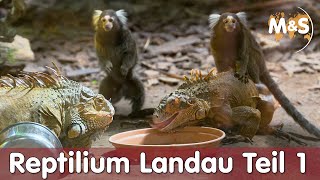 Größter Reptilien Zoo Deutschlands  Reptilium Landau  Teil 1  Reptil TV [upl. by Hayikat]