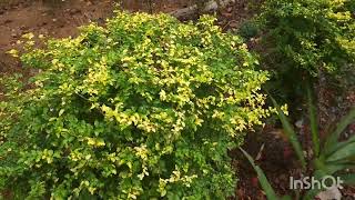 Plant Spotlight Sunshine Ligustrum A lovely evergreen that adds structure to my zone 8a garden [upl. by Filbert]