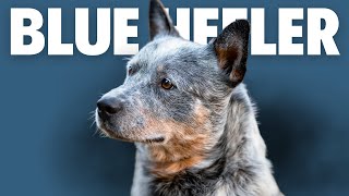 Blue Heeler Dog  Pros and Cons Of Owning An Australian Cattle Dog [upl. by Naujyt]