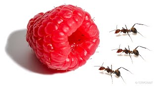 Ants vs Raspberry Timelapse [upl. by Zantos]