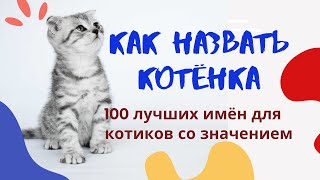 Как назвать котёнка Лучшие клички для котов [upl. by Ajak437]