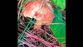 The Bolete Blues Testing Bolete Mushrooms for Edibility [upl. by Emera]