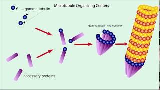 Microtubules Structure and Function [upl. by Tillford]