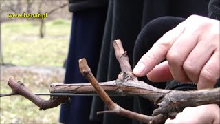 Pokaz cięcia winorośli w Winnicy Św Jakuba  dr Janusz Suszyna [upl. by Myer]