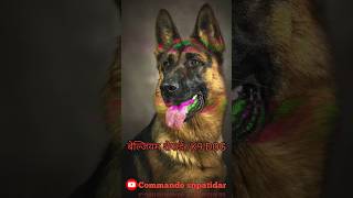 Army Dog  Beljium Shepard DoG  K9 Dog training video  Army Dog training video army shorts [upl. by Nica865]