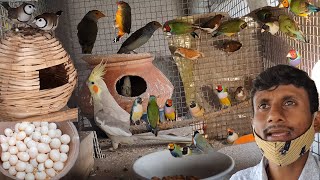 Gouldian Finch Successful Breeding Method Tips  Attractive Beautiful Colorful Small Birds farm [upl. by Emearg]