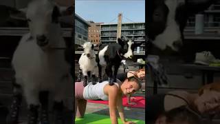 Yoga Kawa  Goat Yoga at Mentimeter [upl. by Noirred362]