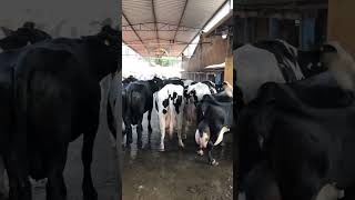 🔴  DAIRY COWS  HOLSTEIN Cattle ✅ Biggest Bulls And Cow [upl. by Kaczer]