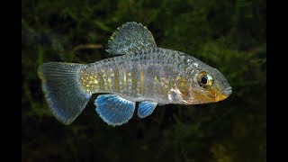 Tecopa Pupfish [upl. by Lundquist529]