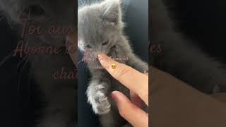 interstellar piano music movie soundtrack berserkskeleton cat kitten catlover bestdance [upl. by Billi937]