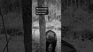 Pruunkaru Ursus arctos Brown bear  Eesti elurikkus [upl. by Anierdna]