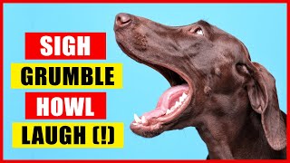 11 Sounds Dogs Make and What They Mean [upl. by Lattimer]