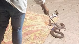 A snake show with a King Cobra on the streets of Bangkok [upl. by Rozalie]