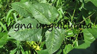 How to Pronounce Vigna unguiculata [upl. by Norad]