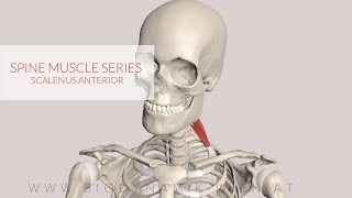 Scalenus Anterior Spine Muscle Series Part 18 3D Animation [upl. by Clementia355]