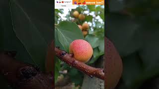 🍇🍒🍓🍑🍏🍉🍊🍍 MEYVE ismini bilen varmı shorts viral trending youtubeshorts short shortvideo m0003 [upl. by Nylcaj]