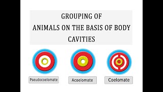 Grouping of Animals on the basis of Body Cavity [upl. by Eirbua]