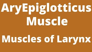 Aryepiglottic muscle  aryepiglottic fold Muscles of Larynx  Intrinsic muscle Anatomy [upl. by Freytag]