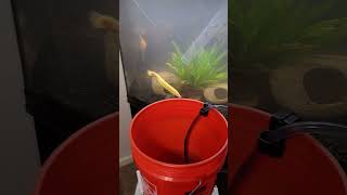 36 Gallon Bow Front Aquarium Update Water Changes 💧 [upl. by Udelle555]