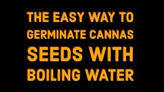 The easy way to germinate Cannas seeds with BOILING water [upl. by Lewanna]