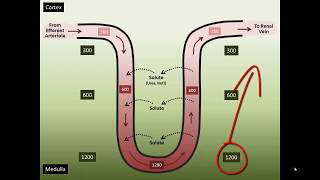 Vasa Recta Counter Current Exchange [upl. by Atteragram]
