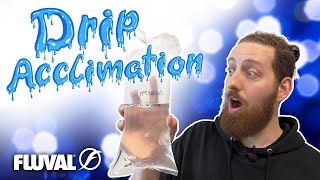 HOW TO Drip Acclimation for New Aquarium Fish [upl. by Henke900]