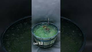 Water Lily Rhizome Sprouting Underwater Time Lapse [upl. by Catharina]