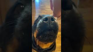 funny dogcupcake rottweiler rotties animal rottie cutepet puppy pet cute dog [upl. by Teufert]