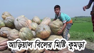 আড়িয়াল বিল এর মিষ্টি কুমড়া  Big Pumpkin in Arial Beel [upl. by Buckden]