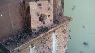 North Queensland Native Stingless Bees  Capture A Swarm Part 1 [upl. by Asha]