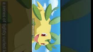 Bayleef pokemon anime amvpokemon funny pokeamv pokemongo pokemonamv cartoon pokemonlofi [upl. by Euginimod]