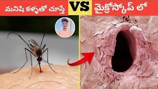 Things Invisible To The Eye Can Only Be Seen Under A Microscope In Telugu  Part2 2 [upl. by Lundberg]