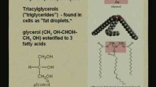 Lecture  13 Lipids and Membranes 1 [upl. by Adamski495]