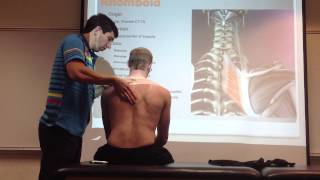 Rhomboid Manual Therapy Palpation and Stretch [upl. by Woodford]