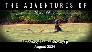 The Adventures of Yin Yang  Little Bay [upl. by Llenol]