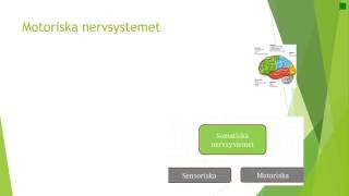 Kap 5 Nervsystemet fysiologi [upl. by Eaneg]